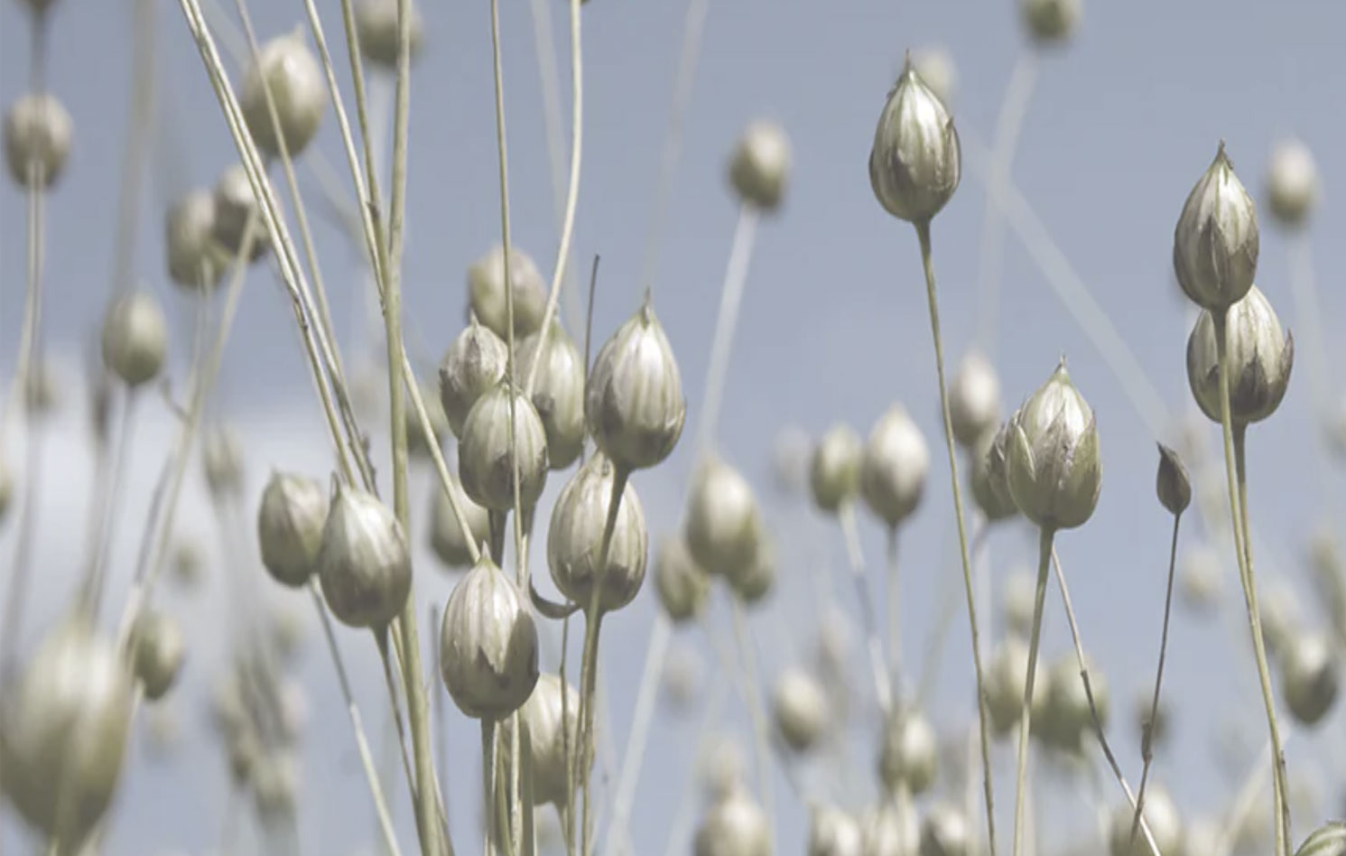Linne från Europeisk odling i Dahlin skjortan Linne från Europeisk odling i Dahlin skjortan